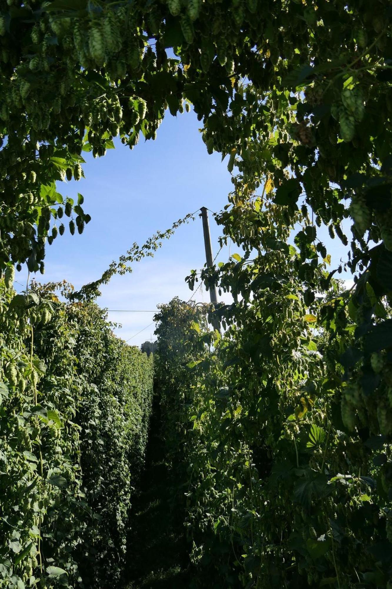 Ferienhof Hopfgaertle Mueller Bodnegg Zewnętrze zdjęcie